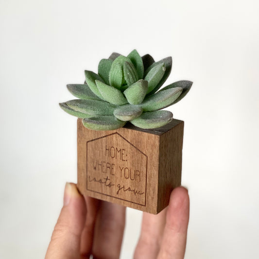 Succulent Decor